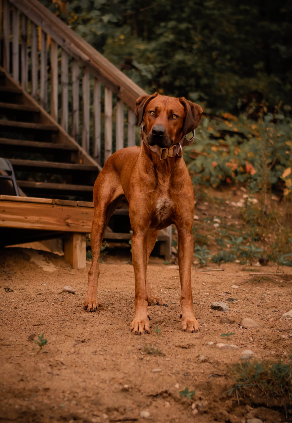 2" Tacti Luxe Dog Collar - White Gold - Desert Camo