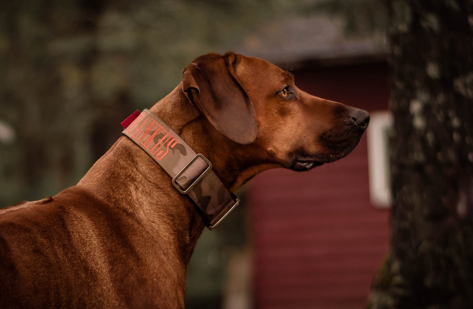 2" Tacti Luxe Dog Collar - White Gold - Desert Camo