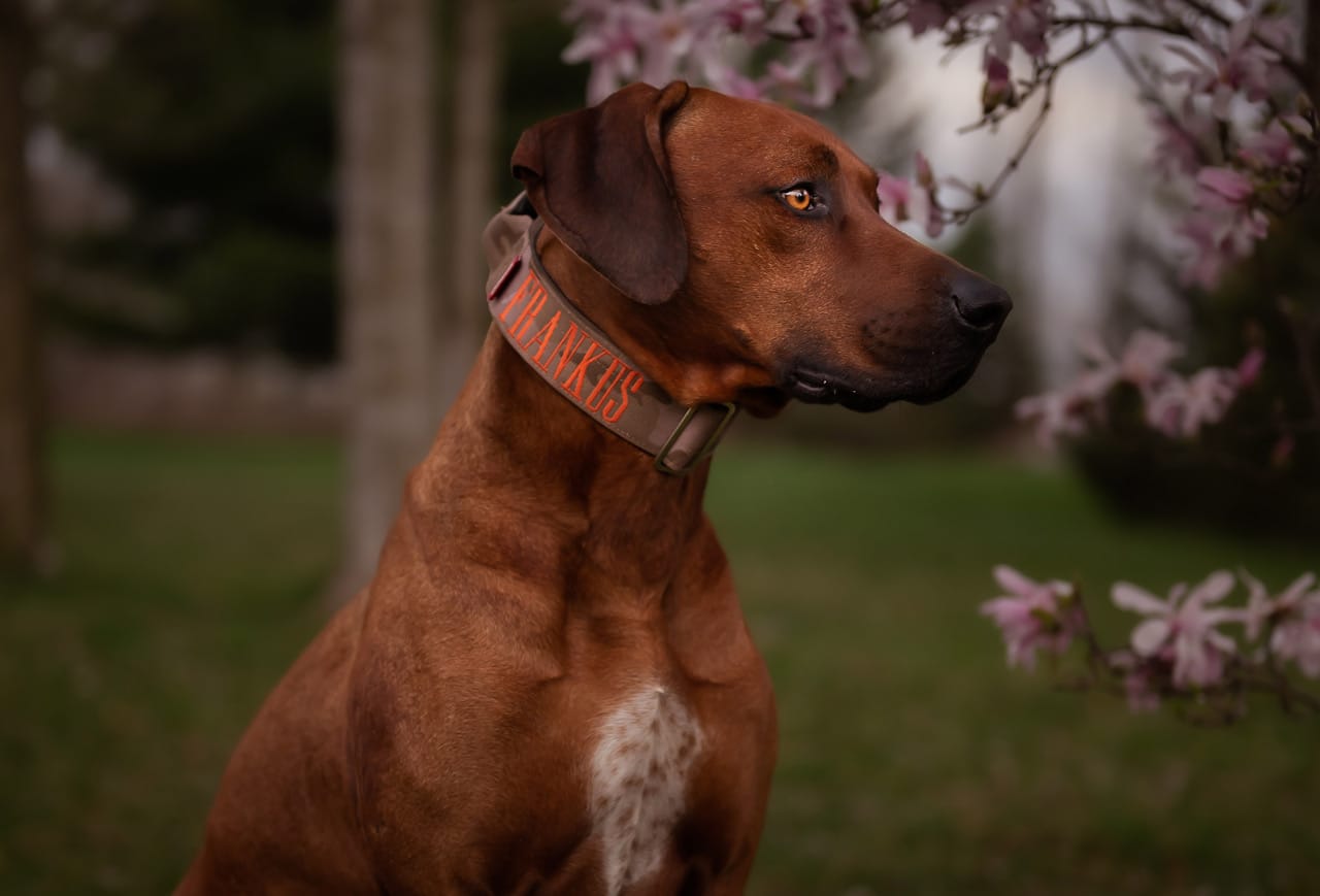 2" Tacti Luxe Dog Collar - White Gold - Desert Camo