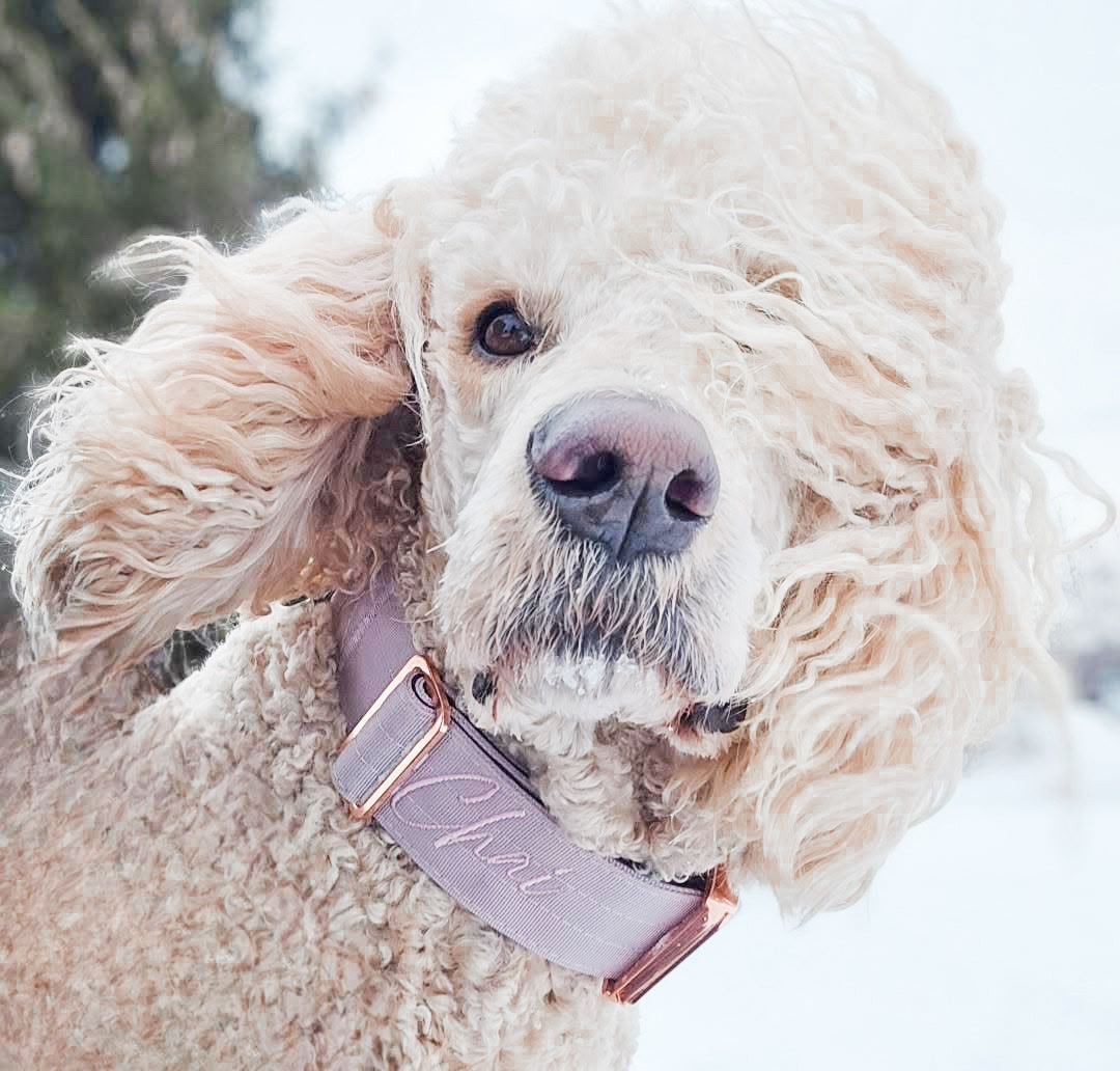 2" Luxe Martingale Dog Collar - Sofia