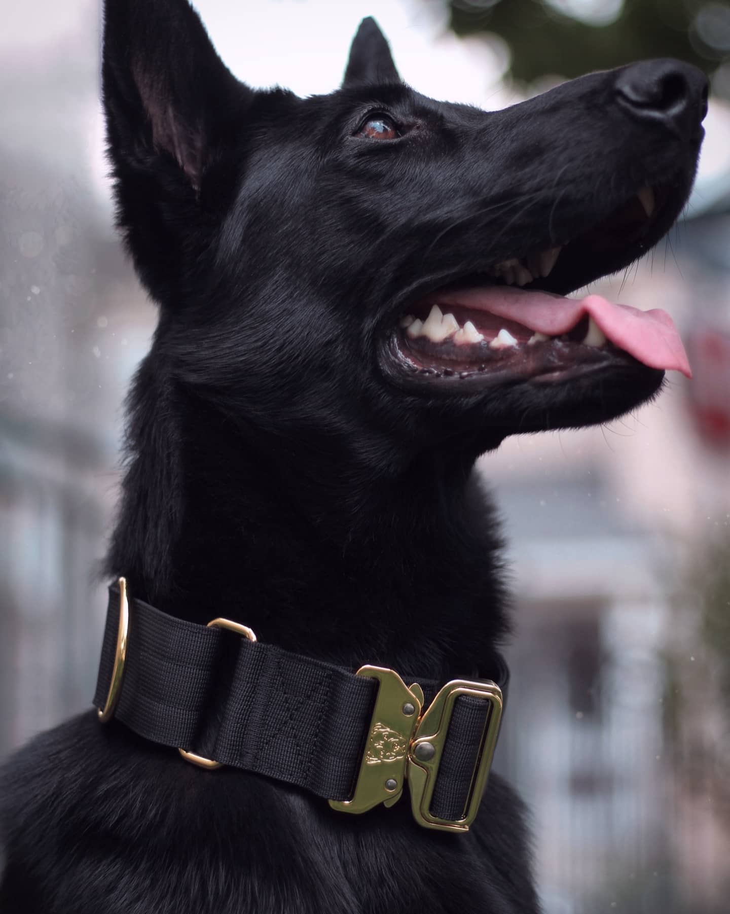 2" Luxe Martingale Dog Collar - Gold Noir