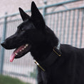 Load image into Gallery viewer, 2" Luxe Martingale Dog Collar - Gold Noir
