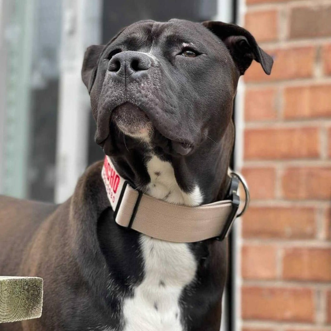 2" Tactik Dog Collar - Buttercream