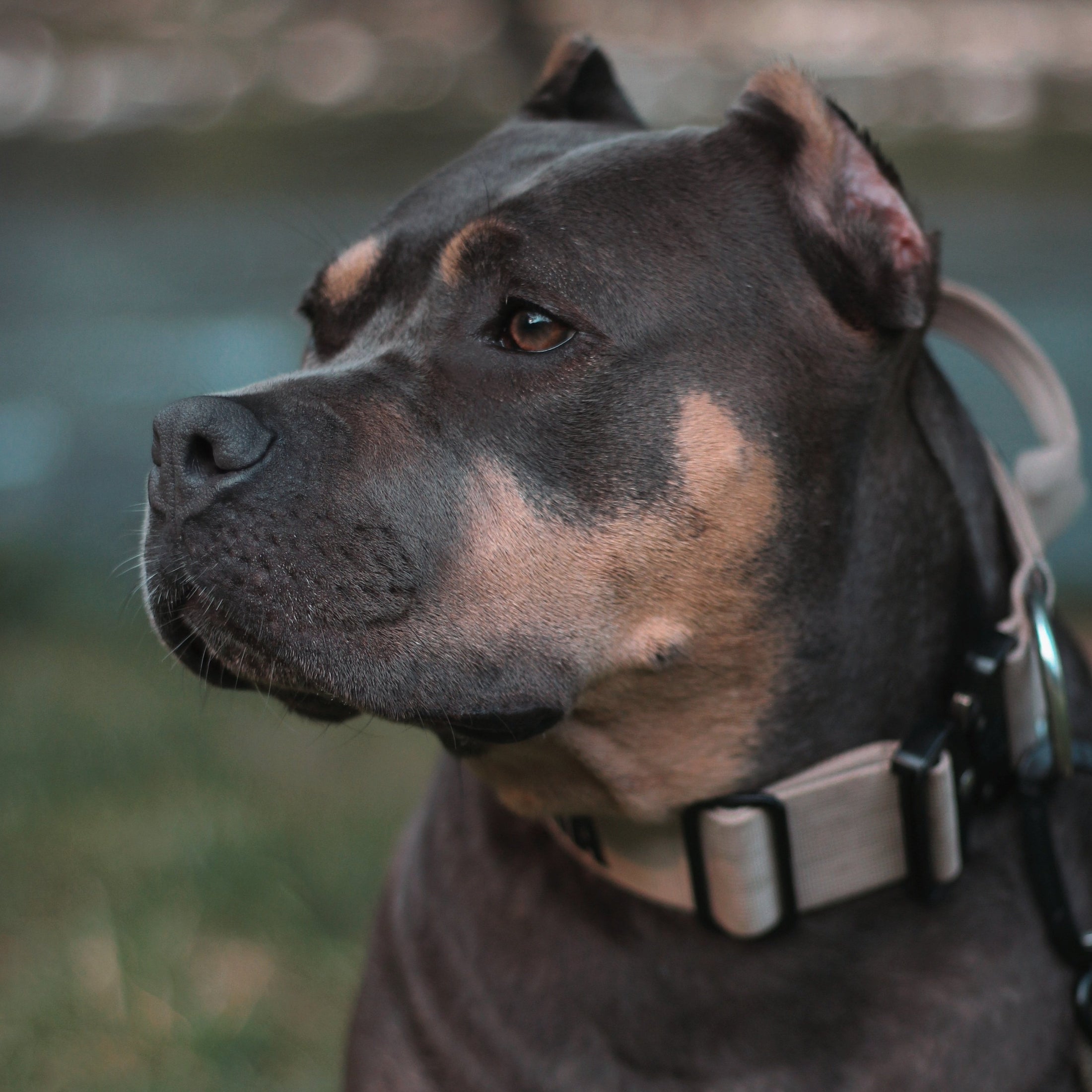 2" Tactik Dog Collar - Buttercream