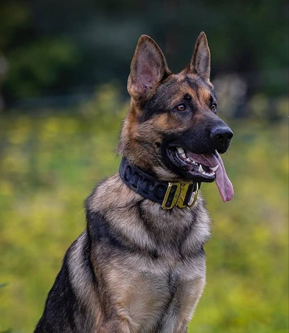 2" Tacti Luxe Dog Collar - Gold Camo