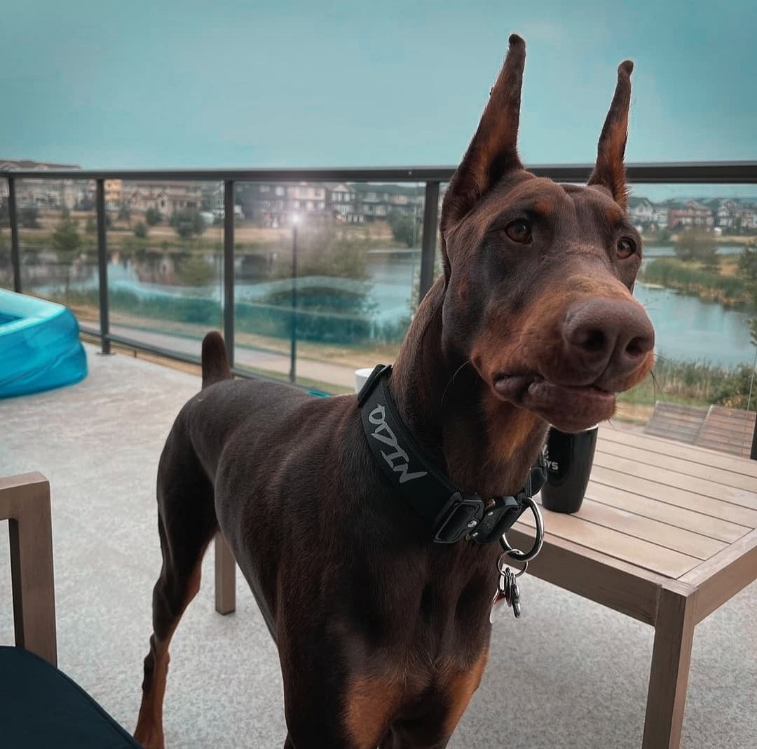 1.5" Tacti Slim Dog Collar- Black