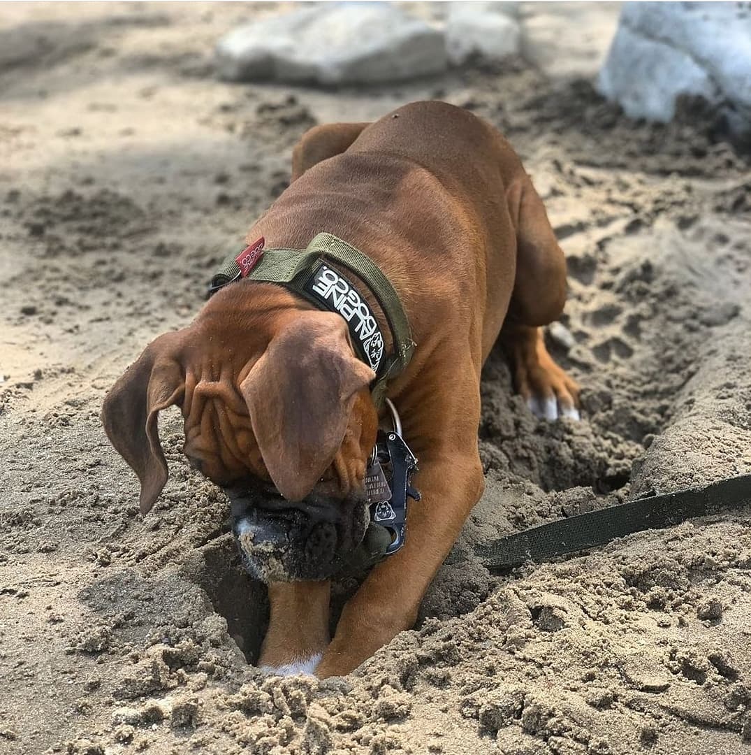 1.5" Tacti Slim Dog Collar - Olive