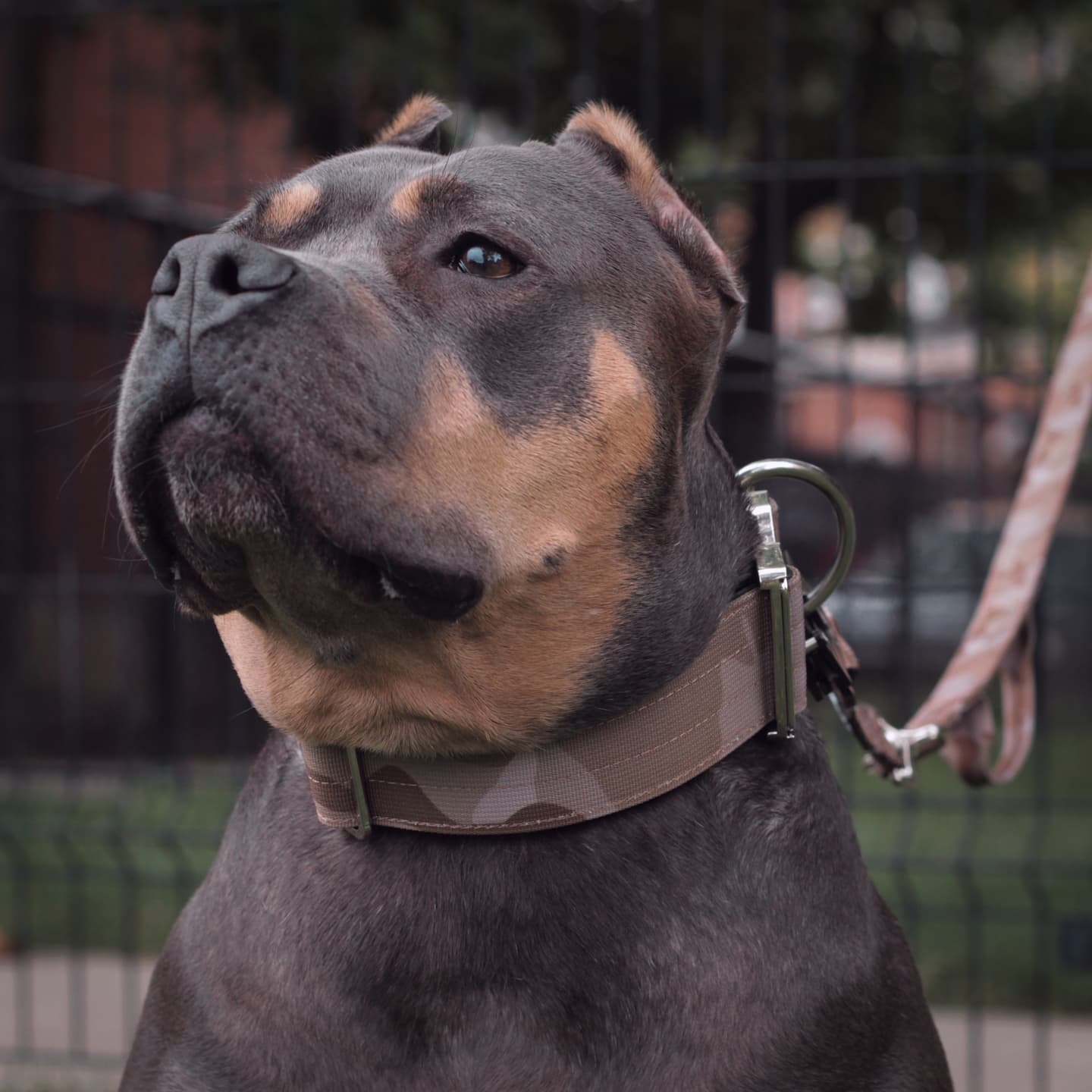 Tacti Luxe Dog Leash - White Gold - Desert Camo