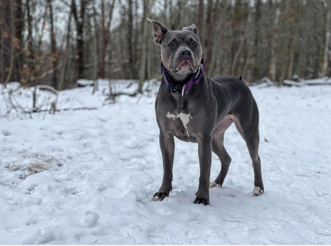 2" Tactik Dog Collar - Grape