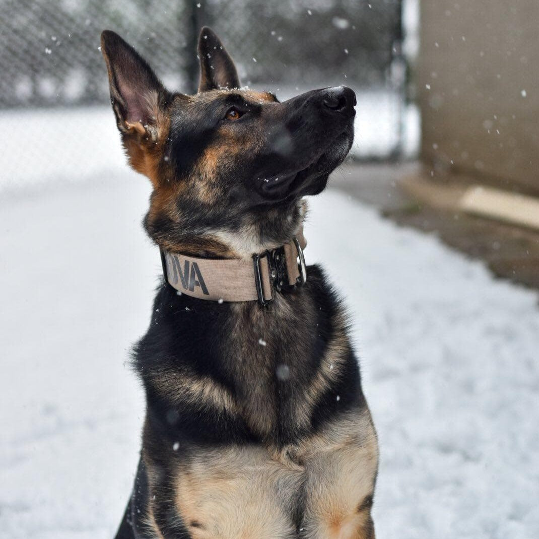 2" Tactik Dog Collar - Buttercream