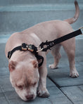 Load image into Gallery viewer, 1.5" Tacti Dog Collar Slim Luxe - Gold - Noir