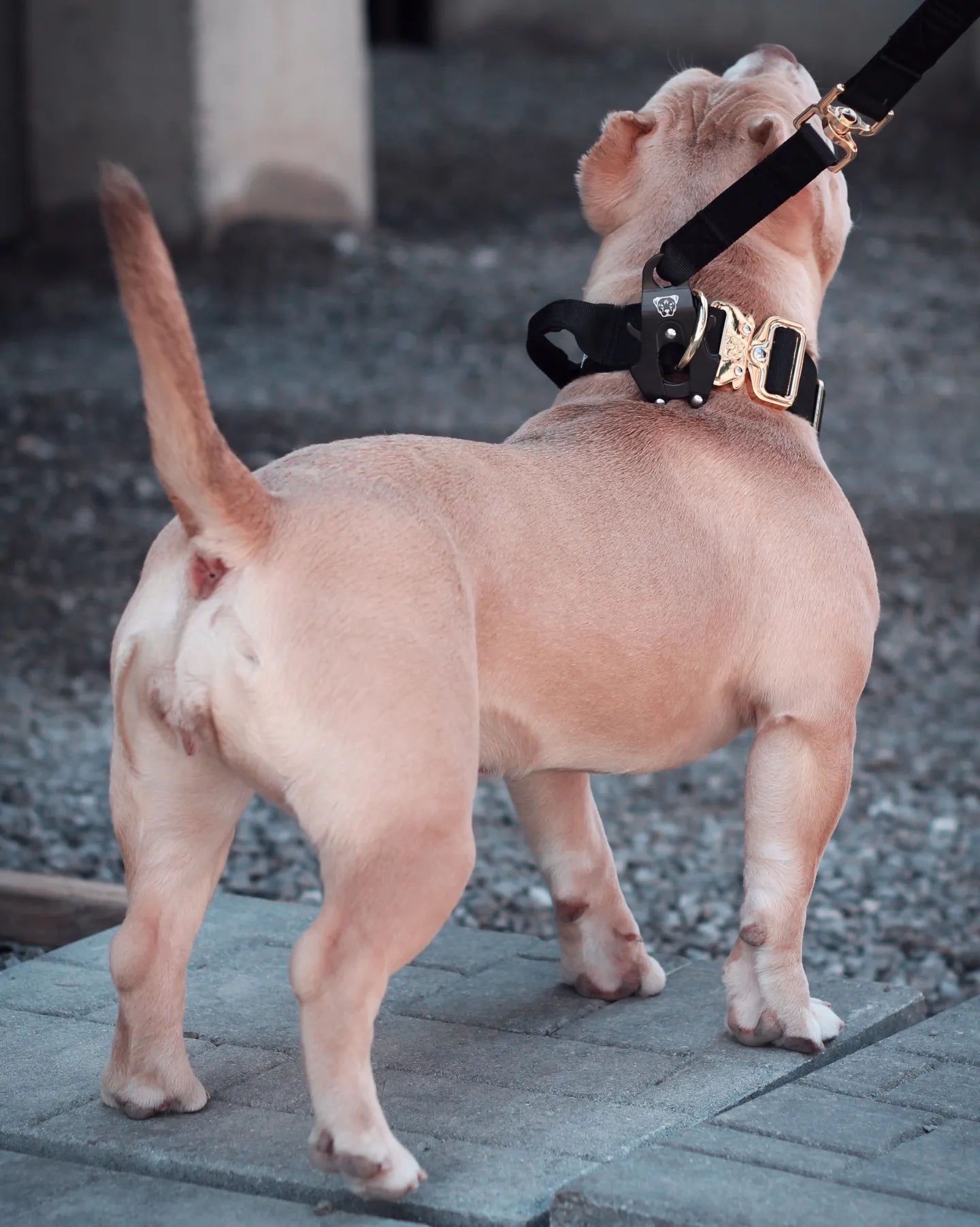 1.5" Tacti Dog Collar Slim Luxe - Gold - Noir