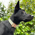 Load image into Gallery viewer, 1.5" Tacti Dog Collar Slim Luxe - Rose Gold - Honeydew
