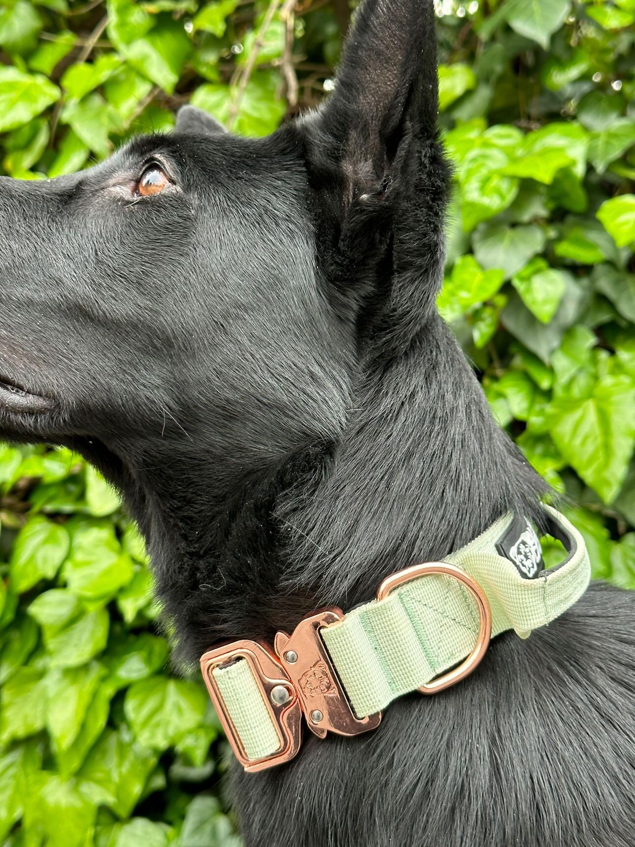 1.5" Tacti Dog Collar Slim Luxe - Rose Gold - Honeydew