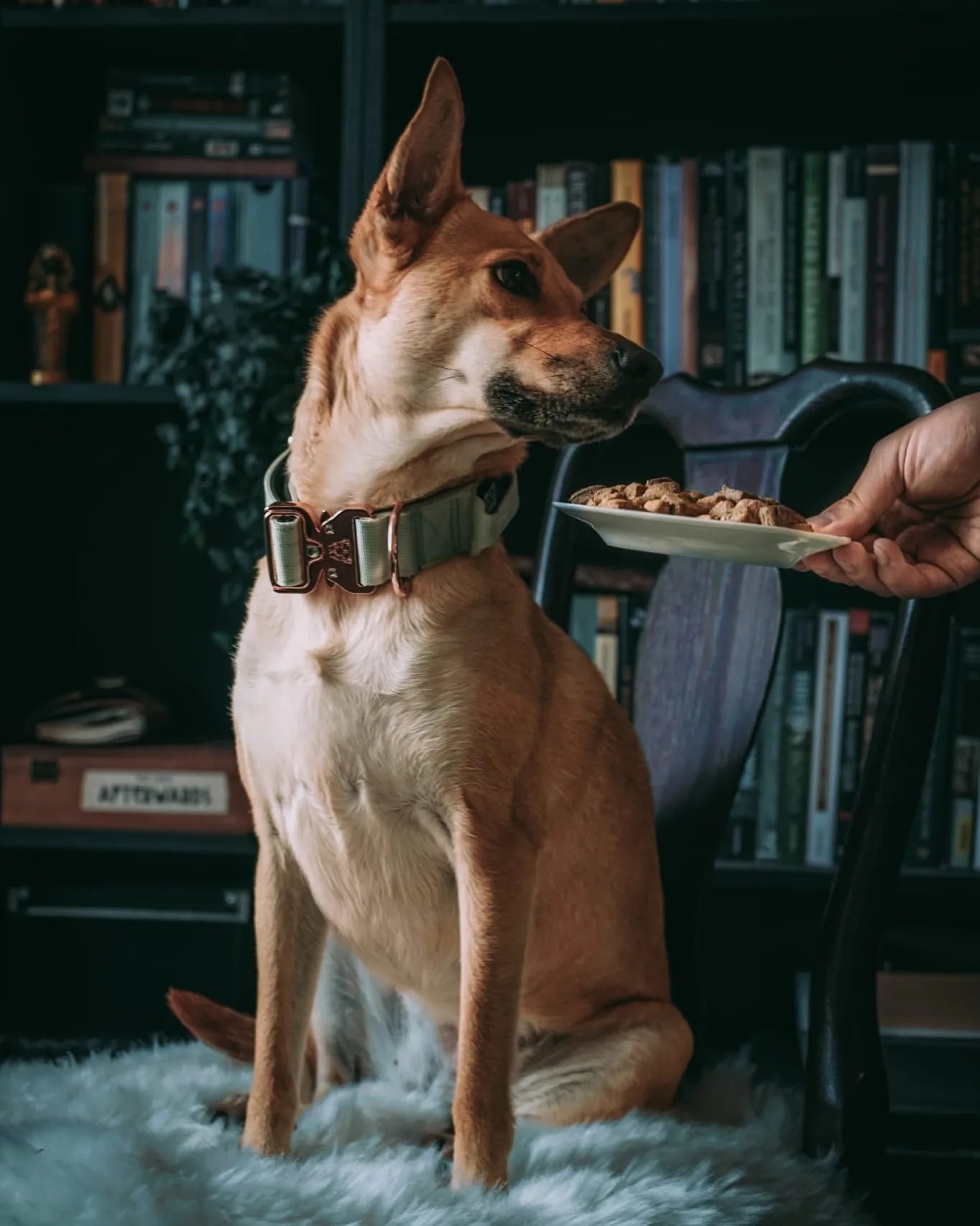 1.5" Tacti Dog Collar Slim Luxe - Rose Gold - Honeydew