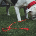 Load image into Gallery viewer, TRUEGRIP Dog Leash - Apple
