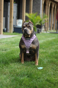 Load image into Gallery viewer, Terrain Dog Airtag Harness - Sofia
