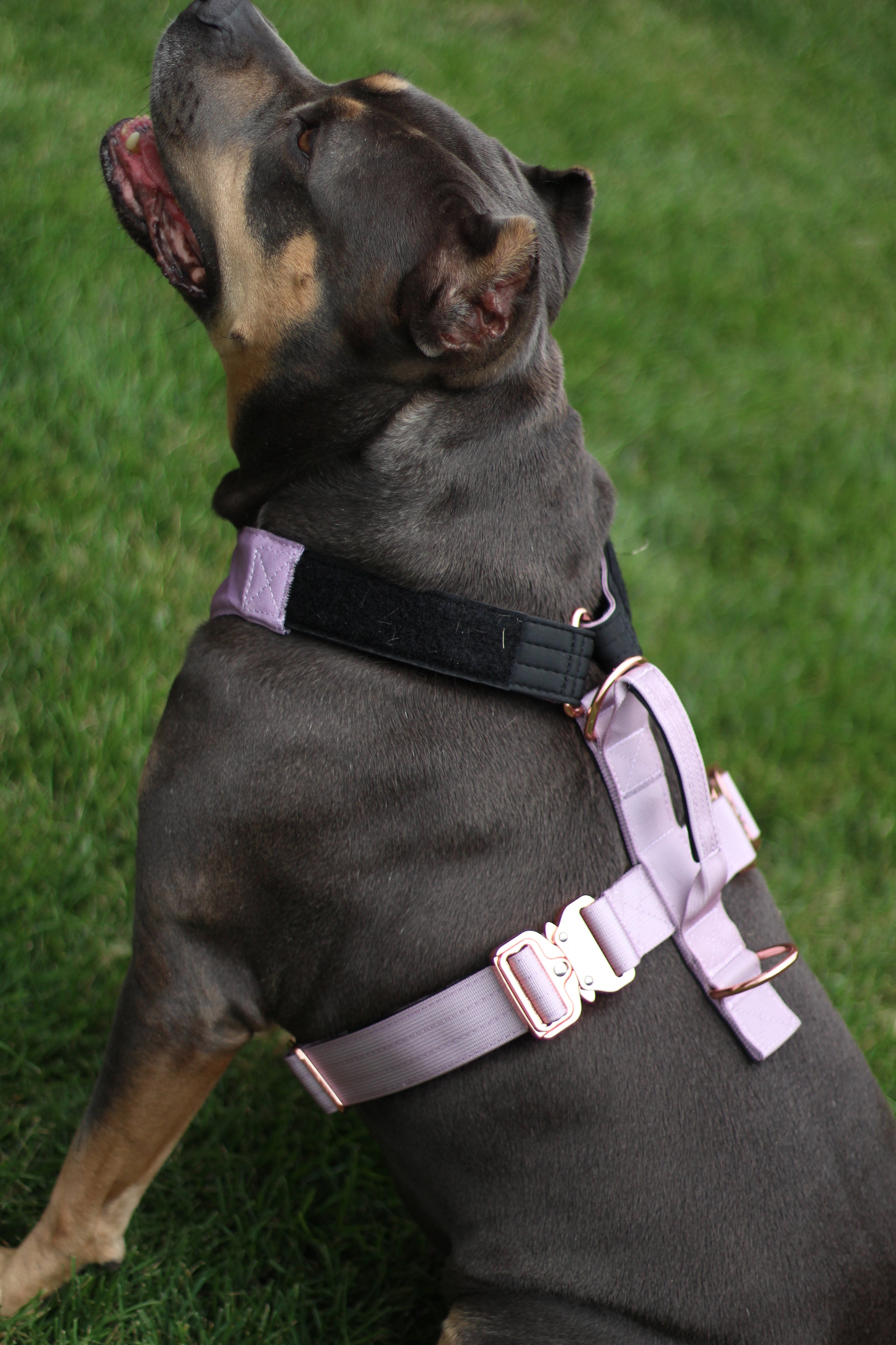 Terrain Dog Airtag Harness - Sofia