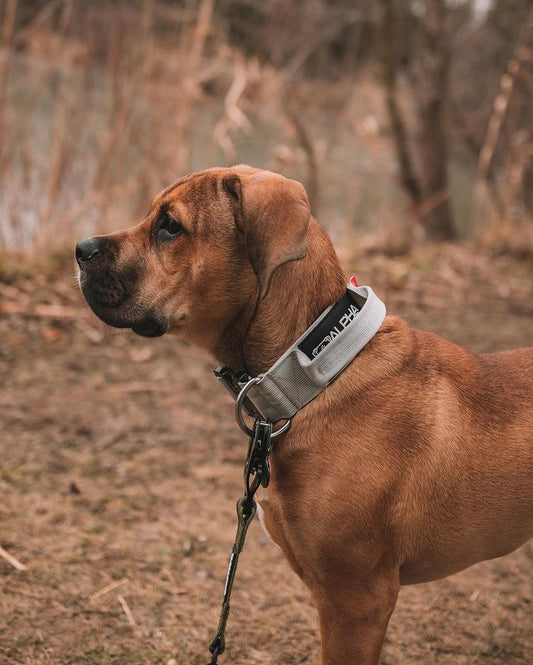 Collar Care 101 - Types of Dog Collars & How to Clean your Collar