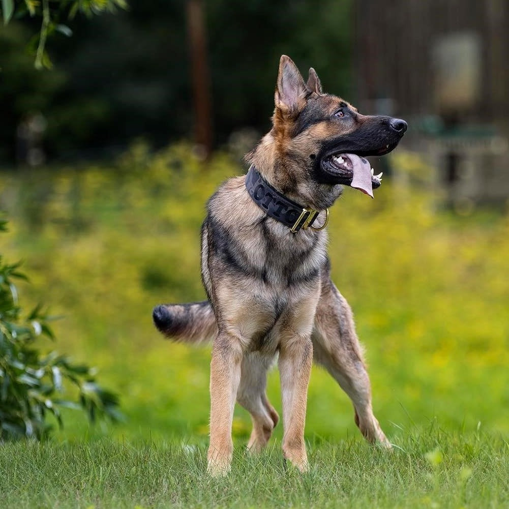 2" Tacti Luxe Dog Collar - Gold Camo