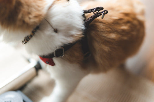 Top 5 Mistakes Dog Owners Make with Harnesses