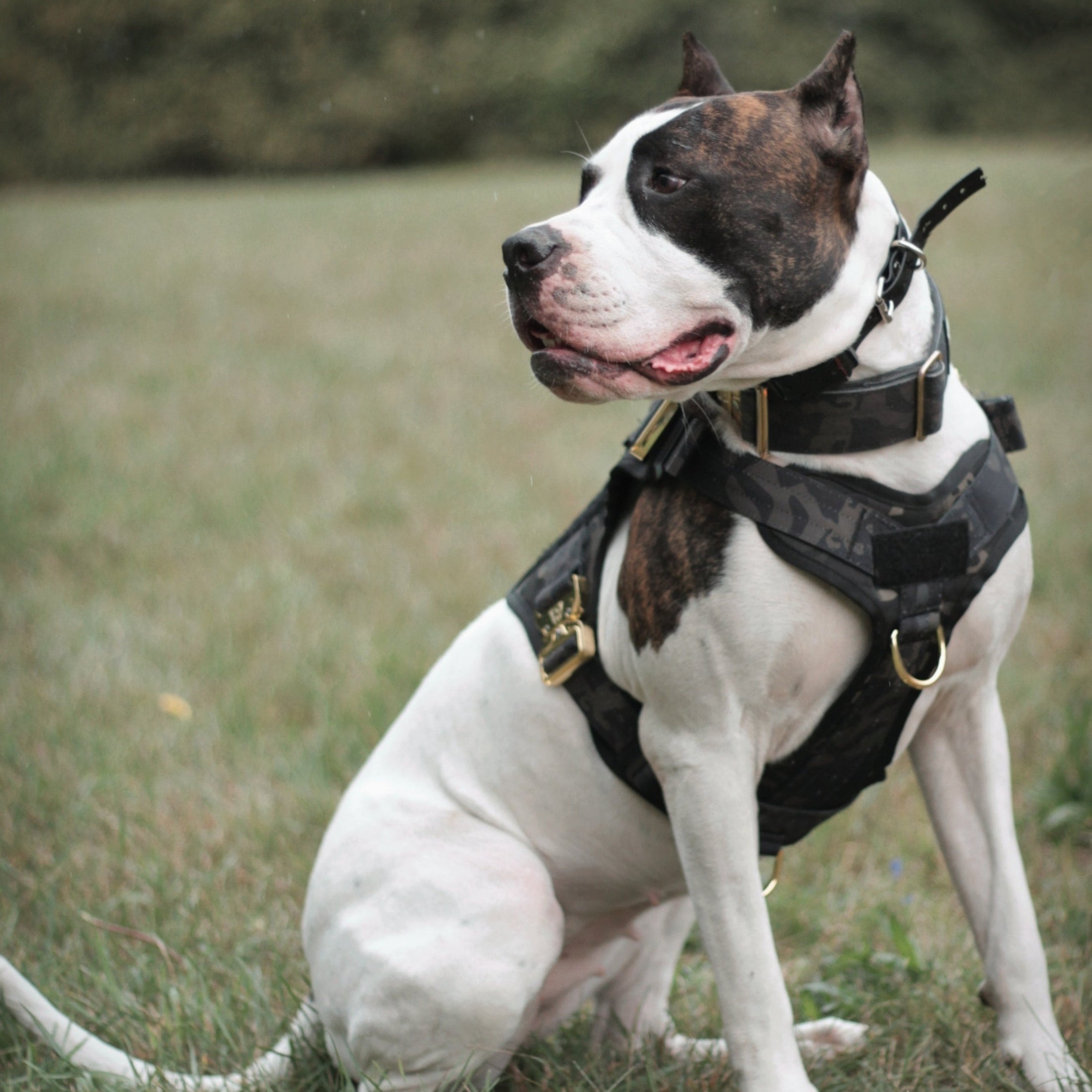 HNTR 3.0 Dog Harness - Camo