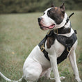 Load image into Gallery viewer, HNTR 3.0 Dog Harness - Camo
