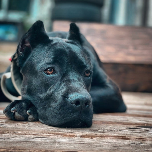 How do you get your dog to walk when it doesn't want to?