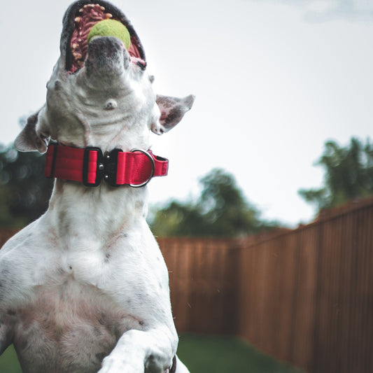 2" Tactik Dog Collar - Apple