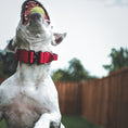 Load image into Gallery viewer, 2" Tactik Dog Collar - Apple
