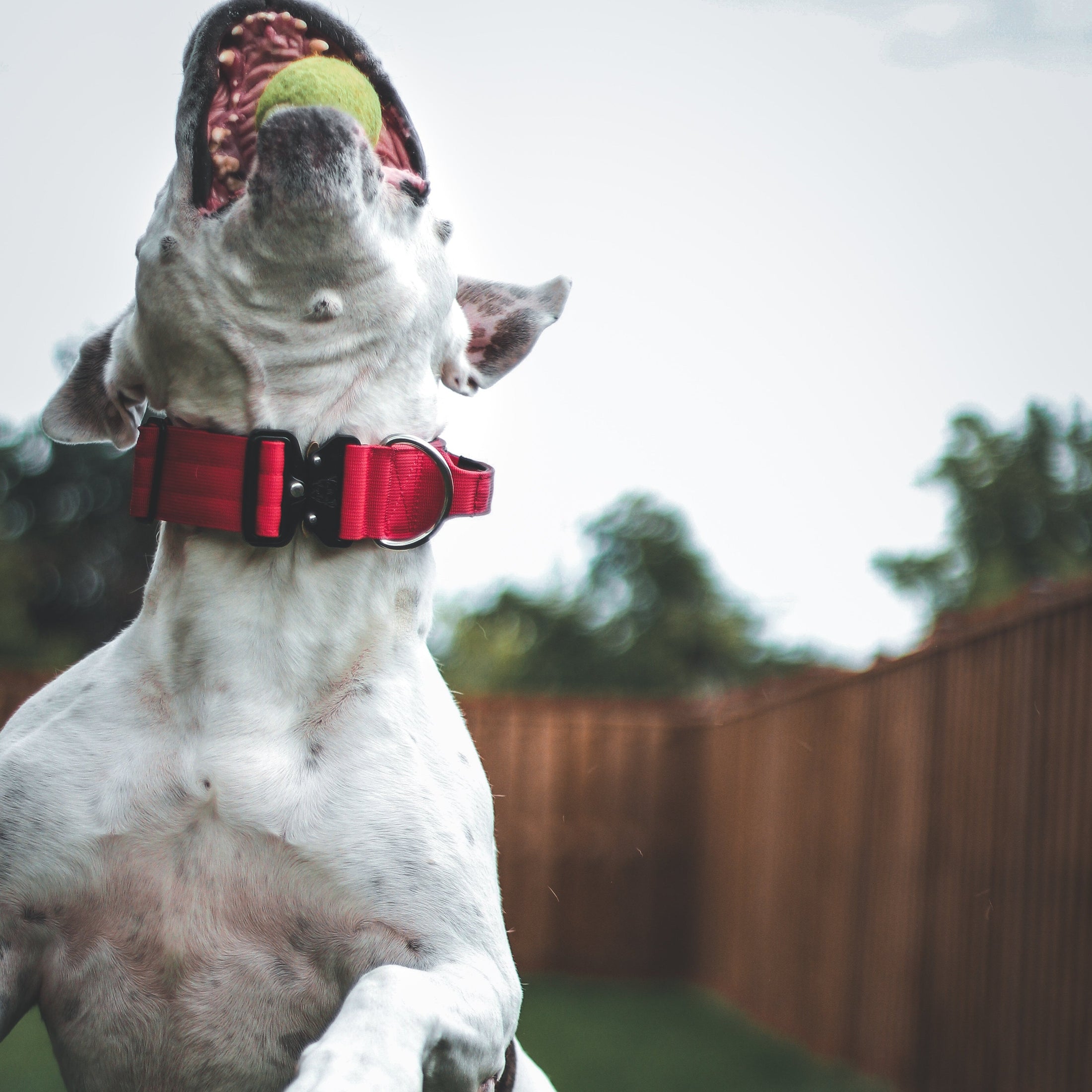 2" Tactik Dog Collar - Apple