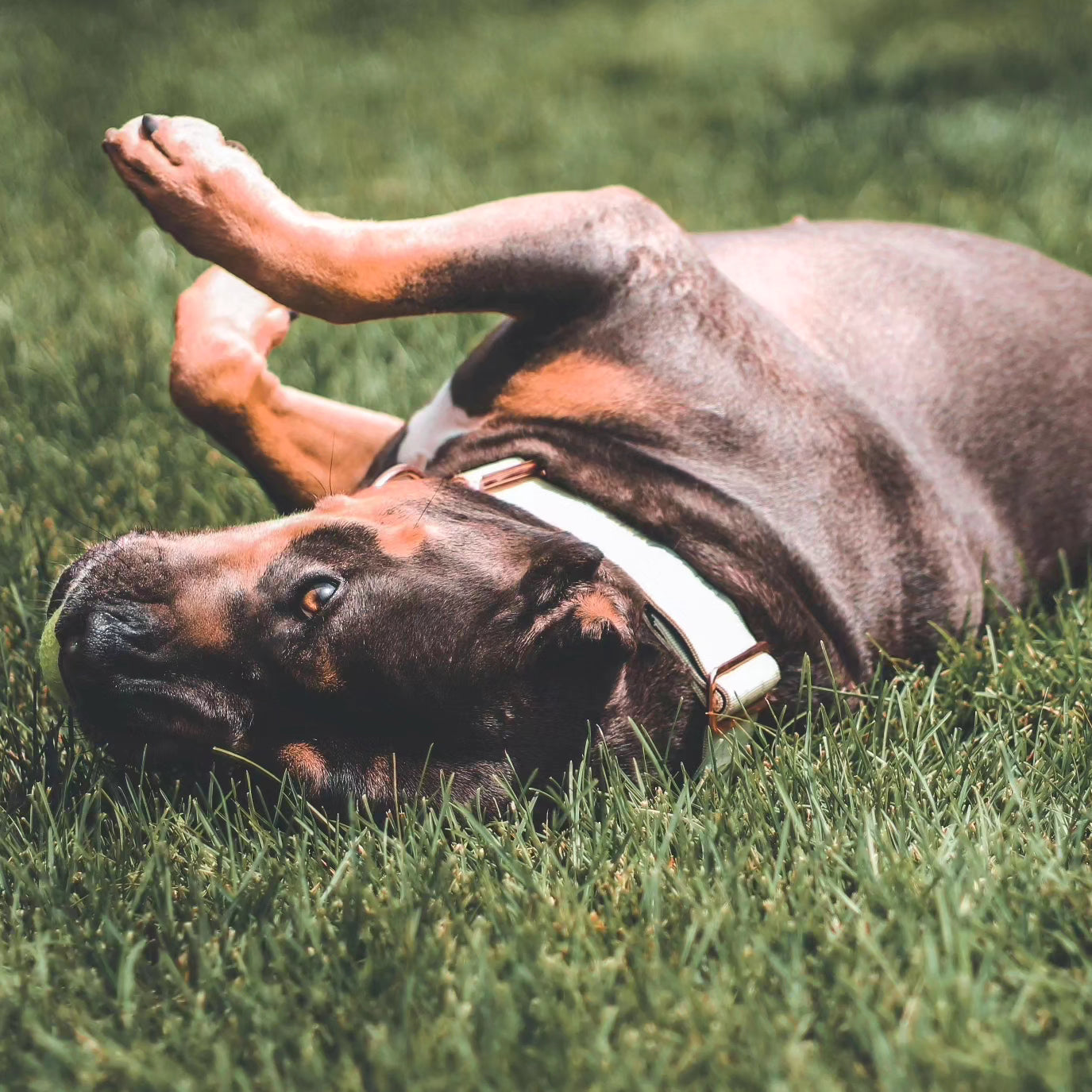 2" Tacti Luxe Dog Collar - Rose Gold - Honeydew