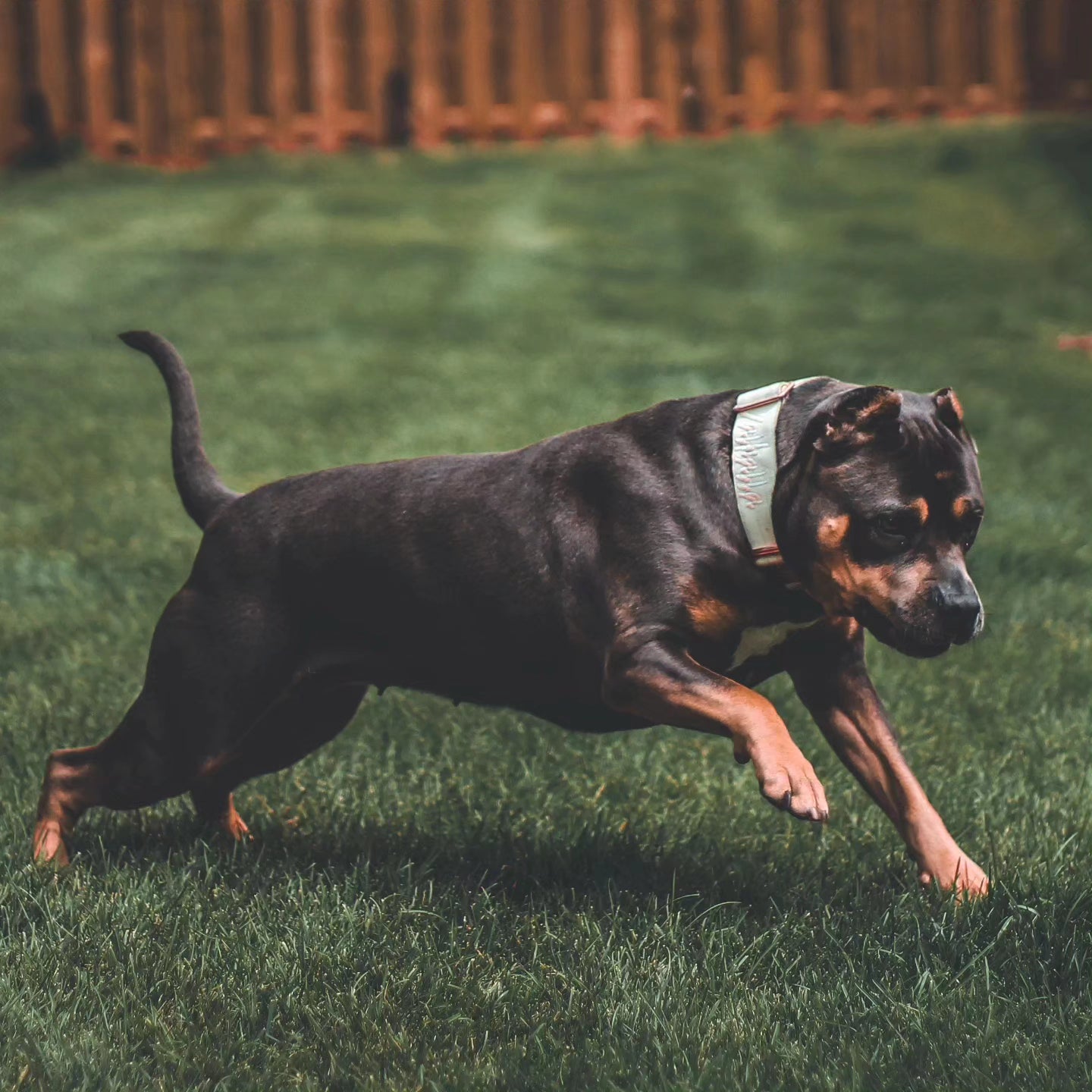 2" Tacti Luxe Dog Collar - Rose Gold - Honeydew