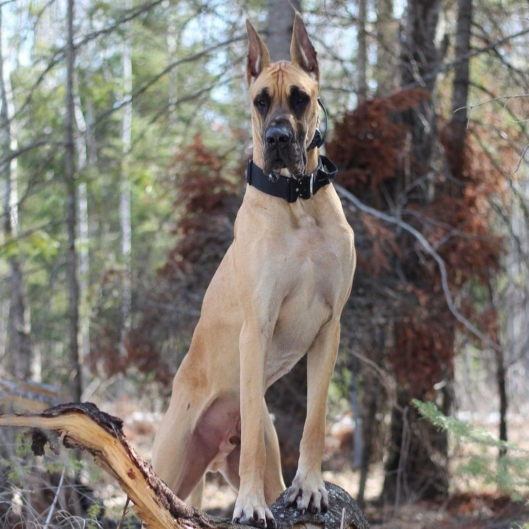 2" Tactik Dog Collar - Black