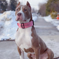 Load image into Gallery viewer, 2" Tactik Dog Collar - Bubblegum
