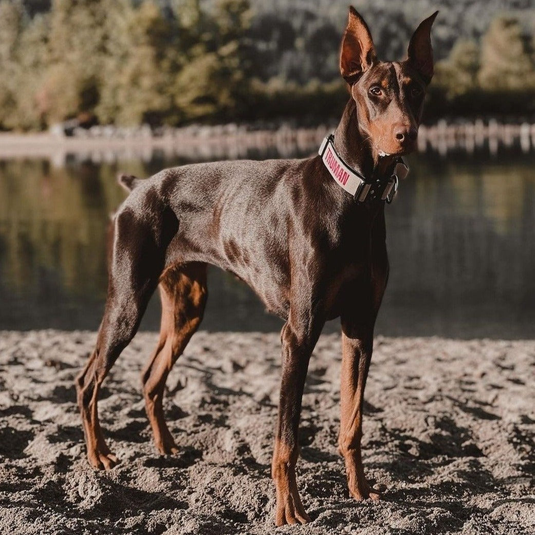 1.5" Tacti Slim Dog Collar- Buttercream