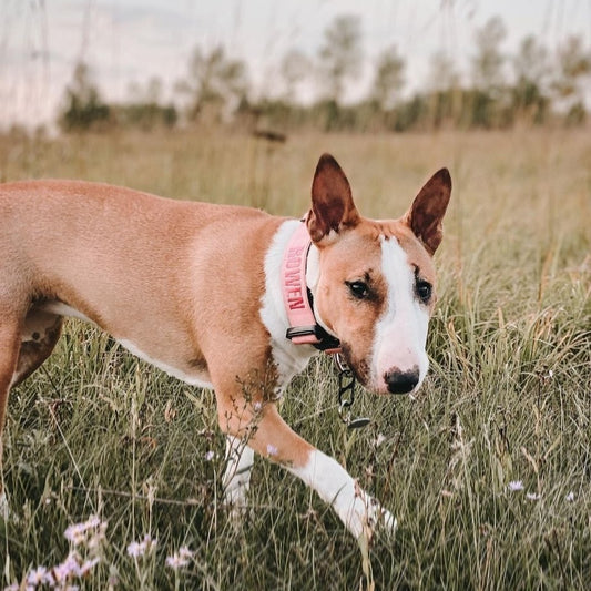 1.5" Tacti Slim Dog Collar - Bubblegum