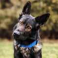 Load image into Gallery viewer, 2" Tactik Dog Collar - Cobalt