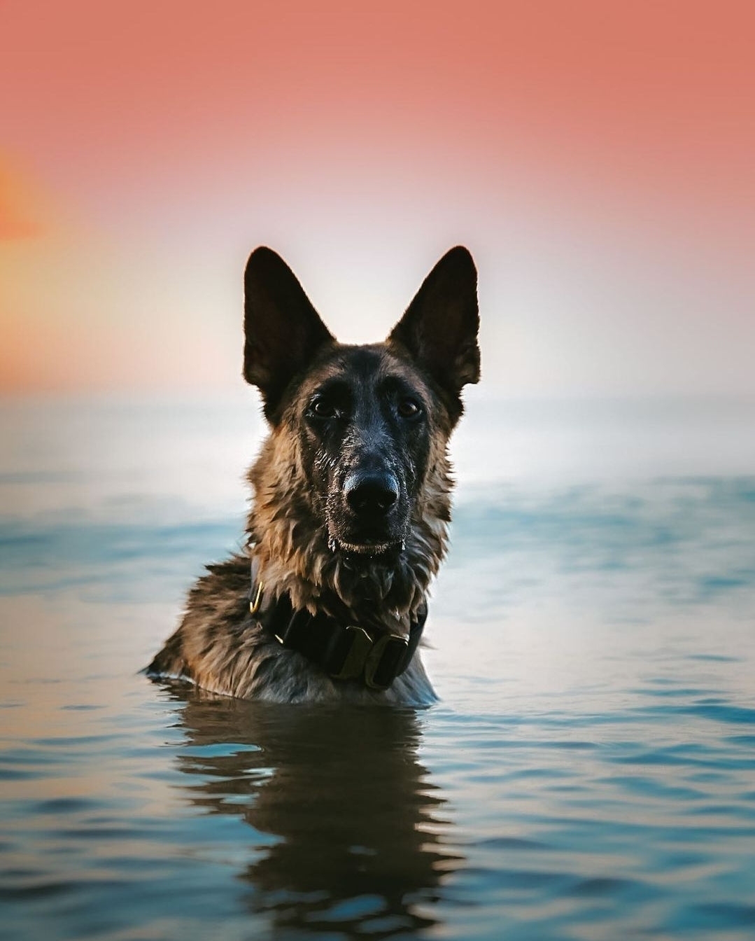 2" Luxe Martingale Dog Collar - Gold Camo