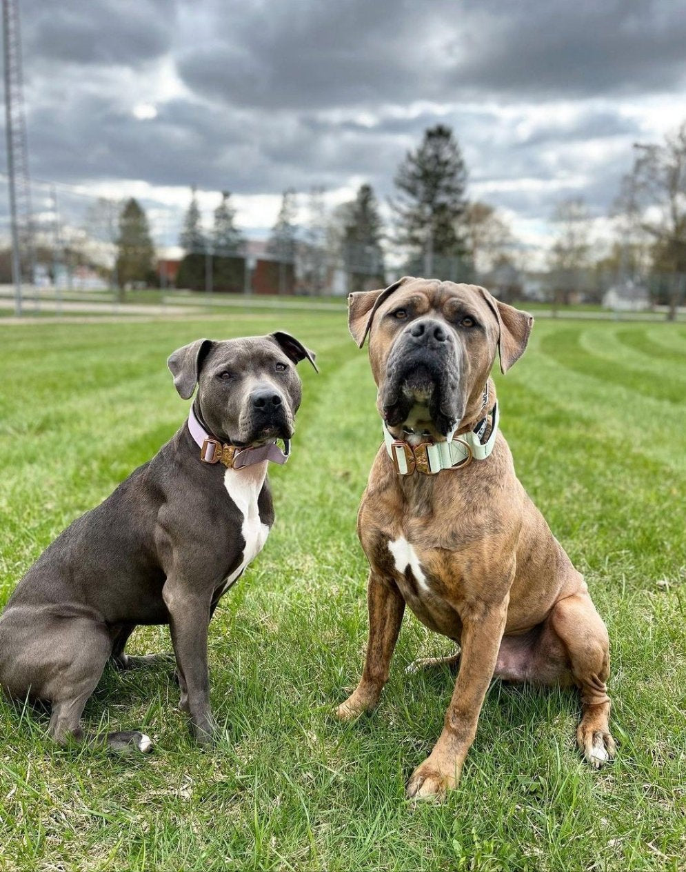 1.5" Tacti Dog Collar Slim Luxe - Rose Gold - Sofia