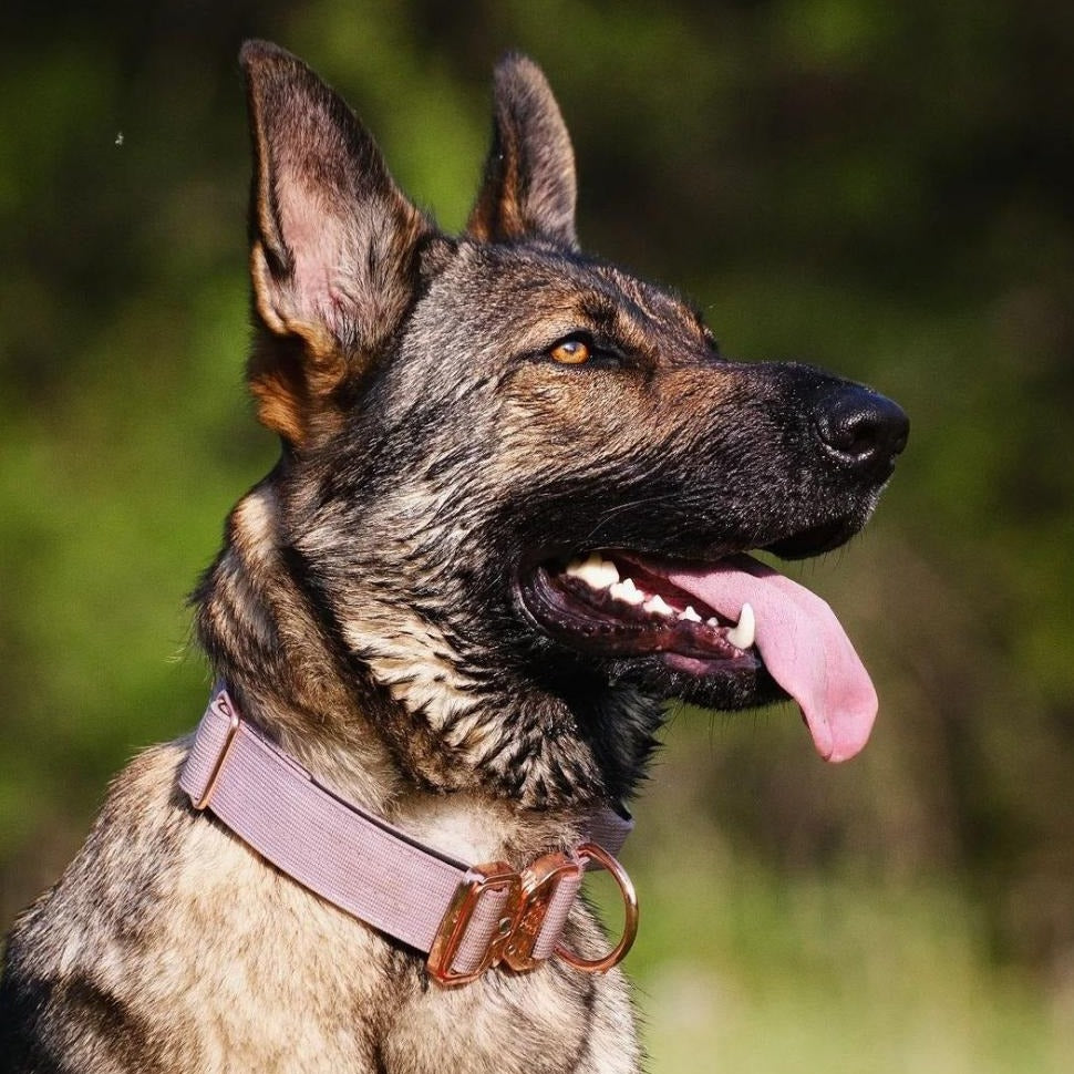 1.5" Tacti Dog Collar Slim Luxe - Rose Gold - Sofia