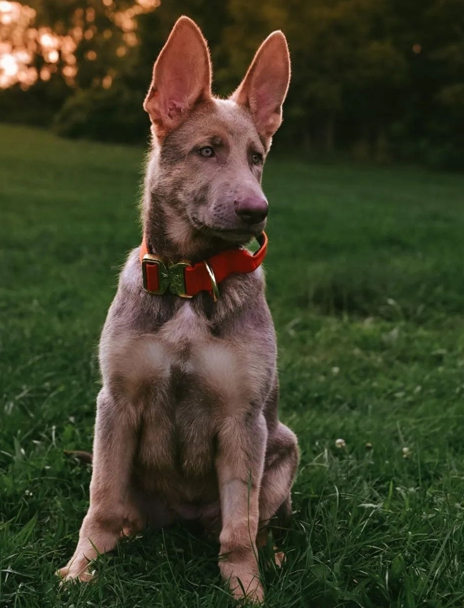 1.5" Tacti Dog Collar Slim Luxe - Gold - Cognac