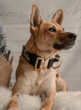 Load image into Gallery viewer, 1.5" Tacti Dog Collar Slim Luxe - Gold - Noir