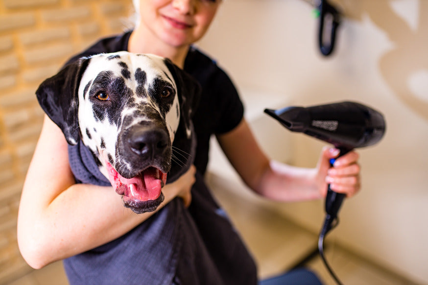 5 Large Dog Groomers in Toronto