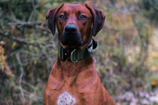 How to take good photos of your dog!