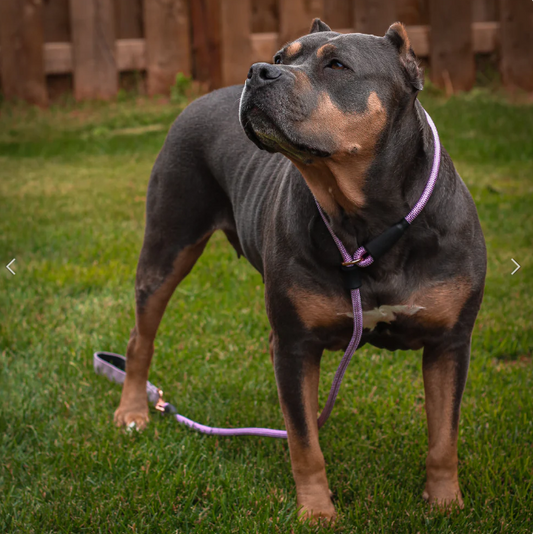 Mastering Dog Training - The Best Slip Leads for Effective Dog Training