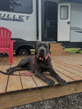 Load image into Gallery viewer, Dog on a leash sitting on a wooden deck with a camper in the background
