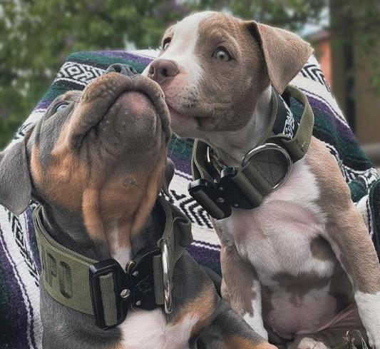 The Ultimate Puppy Checklist