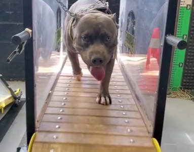 Slatmills - Are they good for your dog?